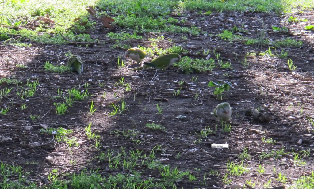 Varie colonie di pappagalli Parrocchetto presenti a Roma